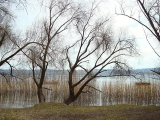 灌木，布什，水，湖泊风景，天空，性质，银行，舰船