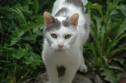 猫,动物,看,白 猫,动物,看,白