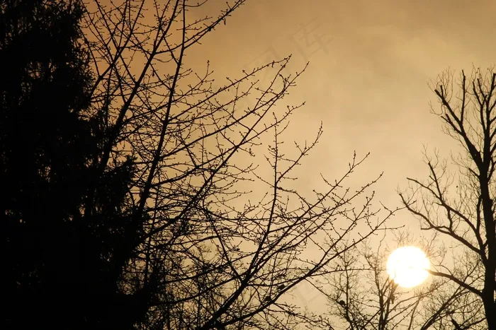 早晨的太阳，太阳，冬天，树木，卡尔，早上，日出