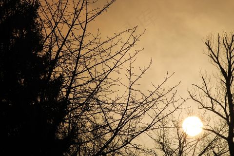 早晨的太阳，太阳，冬天，树木，卡尔，早上，日出