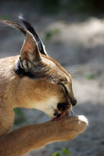 ac，米迦勒，猫，捕食者，爪子，休息，舔