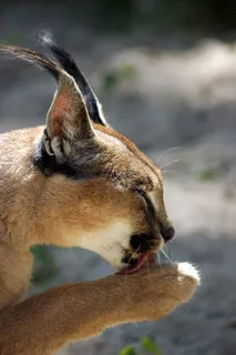 ac，米迦勒，猫，捕食者，爪子，休息，舔