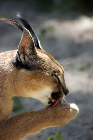 ac，米迦勒，猫，捕食者，爪子，休息，舔