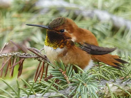 艾伦·蜂鸟，蜂鸟，科利柏