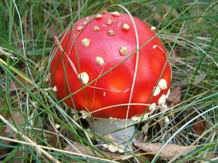 蘑菇，大自然，森林，鹅膏菌，蘑菇