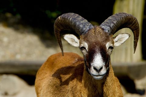 大自然，动物，高山动物，Mouflon，白羊座