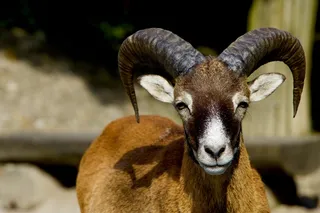 大自然，动物，高山动物，Mouflon，白羊座