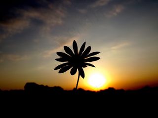 日落，剪影，东，花，太阳，天空，云