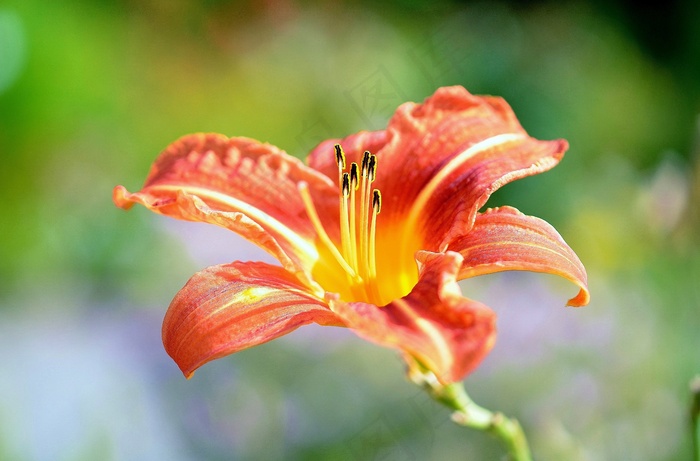 花，红色，鲜花，野花，夏季花卉