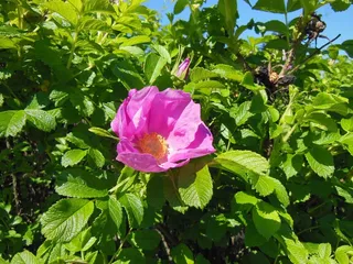 罗莎Rugosa，鲜花，灌木，健壮，强壮