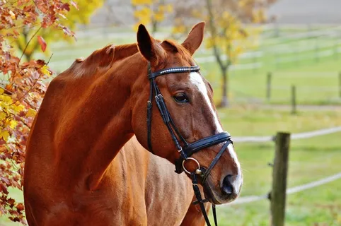 马,动物,骑马,Reiterhof,棕色,耦合,草地 马,动物,骑马,Reiterhof,棕色,耦合,草地
