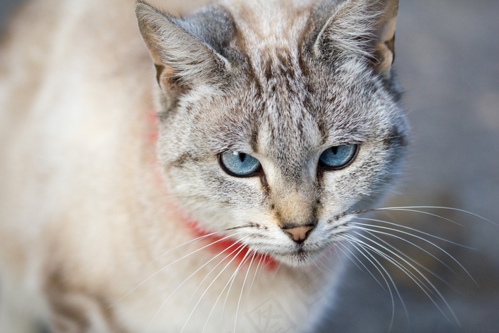 猫，猫的眼睛，猫肖像，宠物