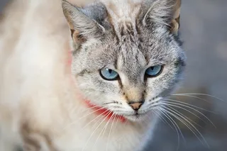 猫，猫的眼睛，猫肖像，宠物