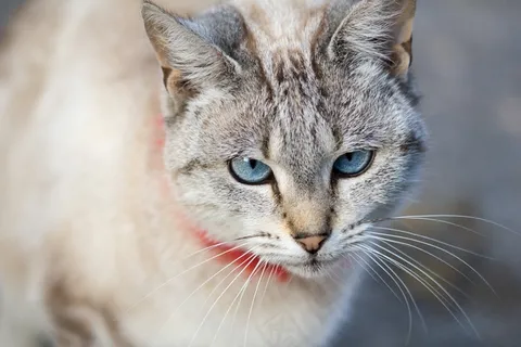 猫,猫的眼睛,猫肖像,宠物 猫,猫的眼睛,猫肖像,宠物