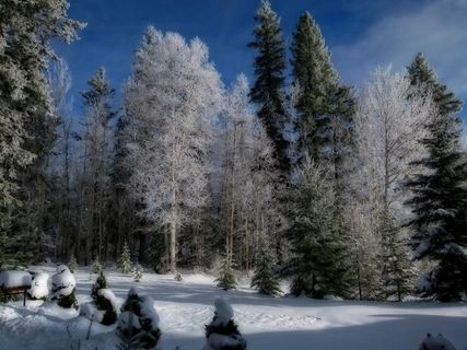冬季，季节，寒冷，雪，冰冷，景观，风景