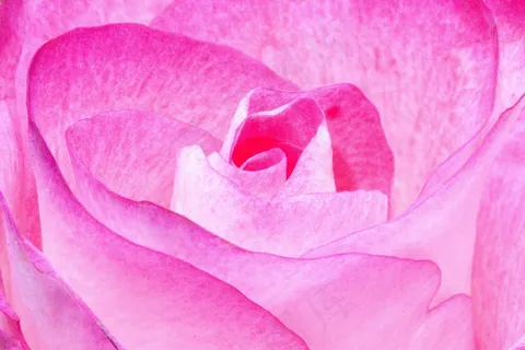 玫瑰，粉红色，家庭，玫瑰家庭，植物群，植物，招标