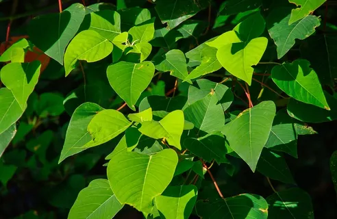 流血的心树,Homalanthus Populifolius树 流血的心树,Homalanthus Populifolius树