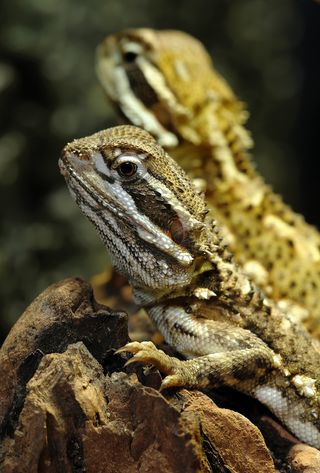 Bartargame，爬行动物，玻璃容器，蜥蜴，动物