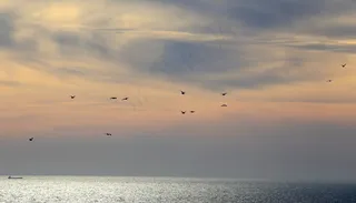 云，鸟，云，声音