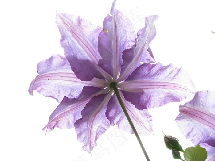 花，自然，植物区系，花园