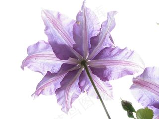 花，自然，植物区系，花园