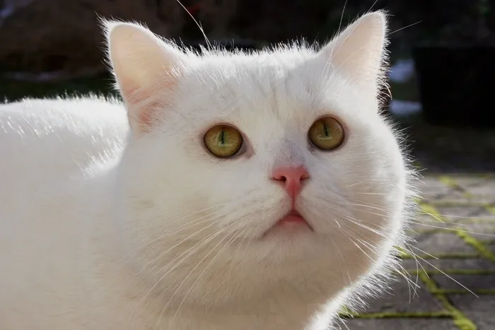 猫，宿醉，白，白雪公主，家猫，动物