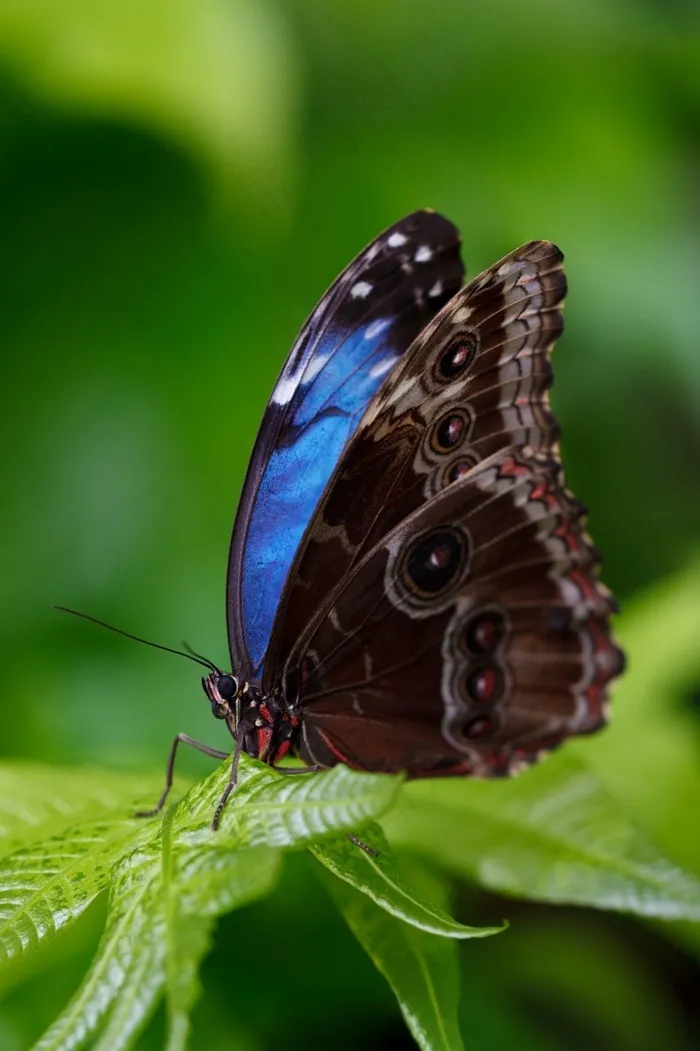 动物，美丽，蓝色Morpho，Morpho Peleides
