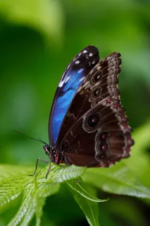 动物,美丽,蓝色Morpho,Morpho Peleides 动物,美丽,蓝色Morpho,Morpho Peleides