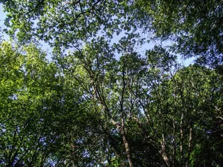 树木，自然，绿色，审美，叶子，枝杈，颜色