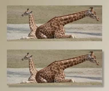 长颈鹿，动物，脖子，哺乳动物