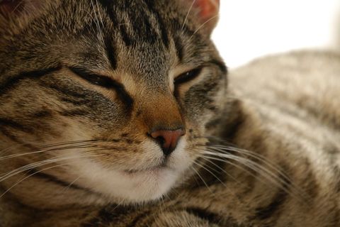 猫，宠物，阿迪达斯，毛皮，Mieze，动物世界