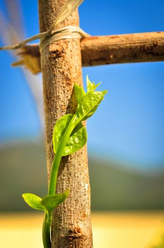 食品，放弃，绿色，成长，生活，生活，面条，植物