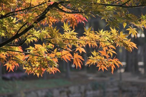 红枫，春天，中国风，花园