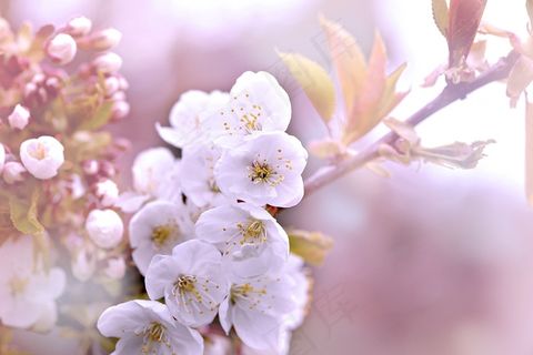 分支机构，樱桃，鲜花，白，春天，樱花