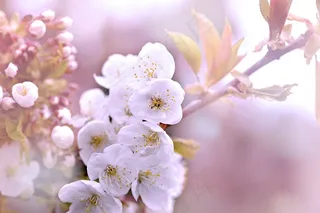 分支机构，樱桃，鲜花，白，春天，樱花