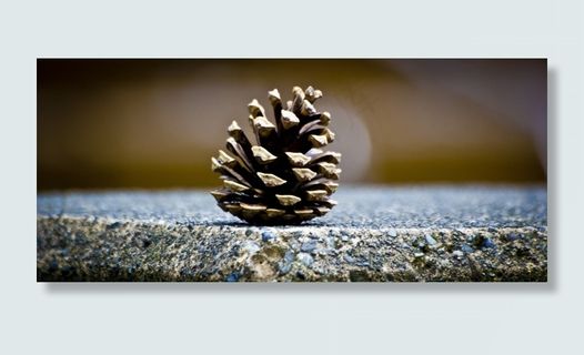 松果，绿色，锥，剪影，植物，性质，棕色