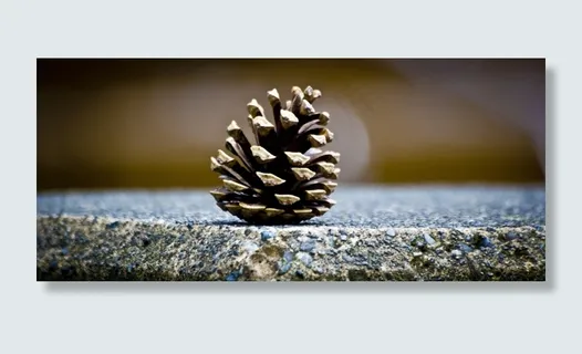 松果，绿色，锥，剪影，植物，性质，棕色