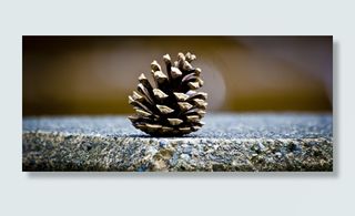 松果，绿色，锥，剪影，植物，性质，棕色