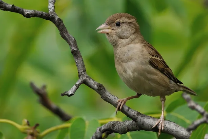 麻雀，鸟，科，自然，野生，户外