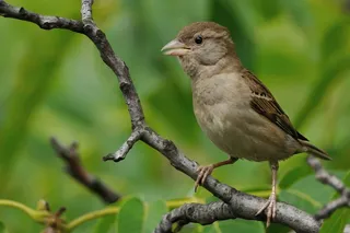 麻雀，鸟，科，自然，野生，户外