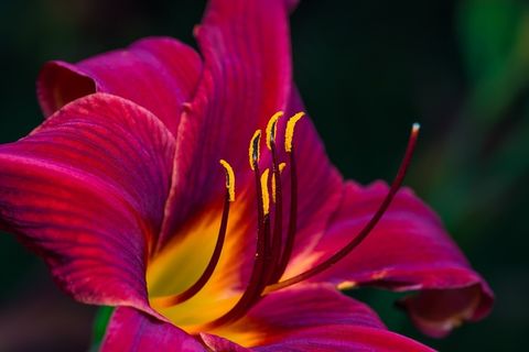 鲜花，牡丹，自然