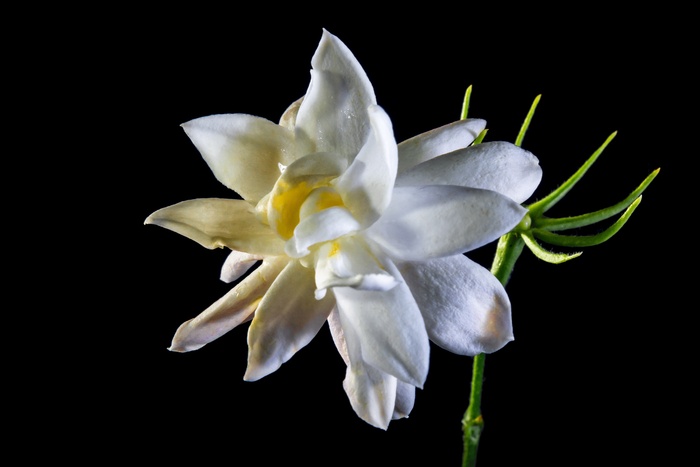 野花，开花，白