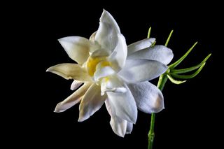 野花，开花，白