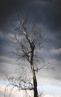 树,老,死,黑暗,云团,风暴,天气,性质 树,老,死,黑暗,云团,风暴,天气,性质