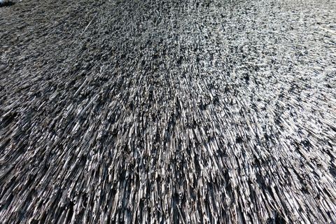 茅草屋顶，芦苇，屋顶