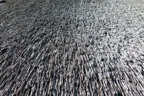 茅草屋顶，芦苇，屋顶