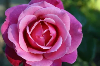 玫瑰，粉红色，鲜花，香，植物