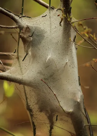 帐篷毛毛虫，马拉科索马美洲，害虫