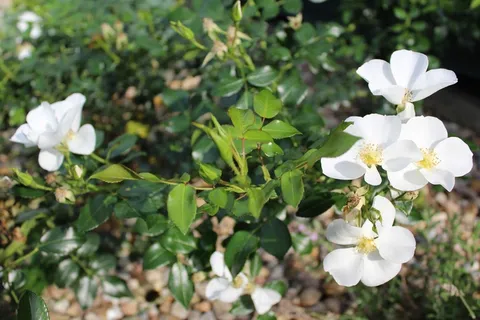 鲜花,白花,白玫瑰,园林植物,植物 鲜花,白花,白玫瑰,园林植物,植物