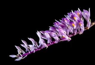 野生兰花，兰花，开花，花，紫色